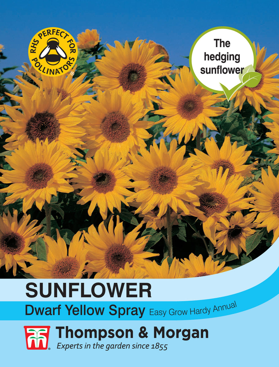 Sunflower Dwarf Yellow Spray Pack of seeds Southwood Garden Centre