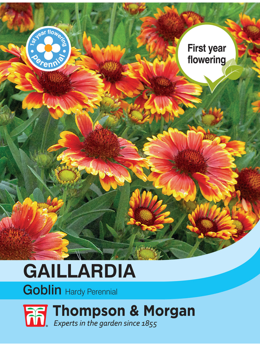 Gaillardia Goblin Pack of seeds Southwood Garden Centre