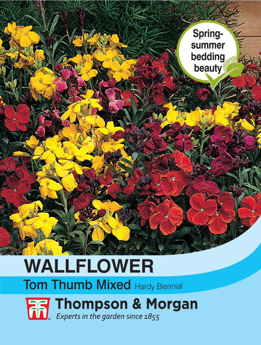 Wallflower Tom Thumb- Pack Of Seeds – Southwood Garden Centre