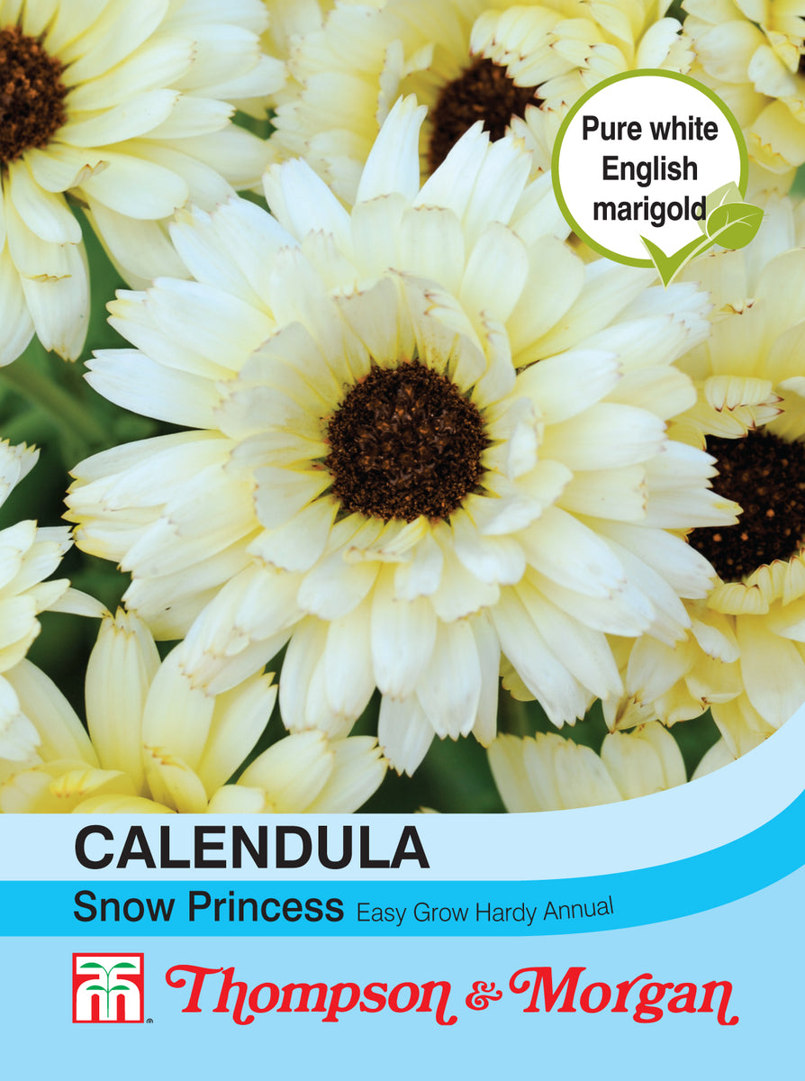 Calendula Snow Princess- Pack Of Seeds – Southwood Garden Centre