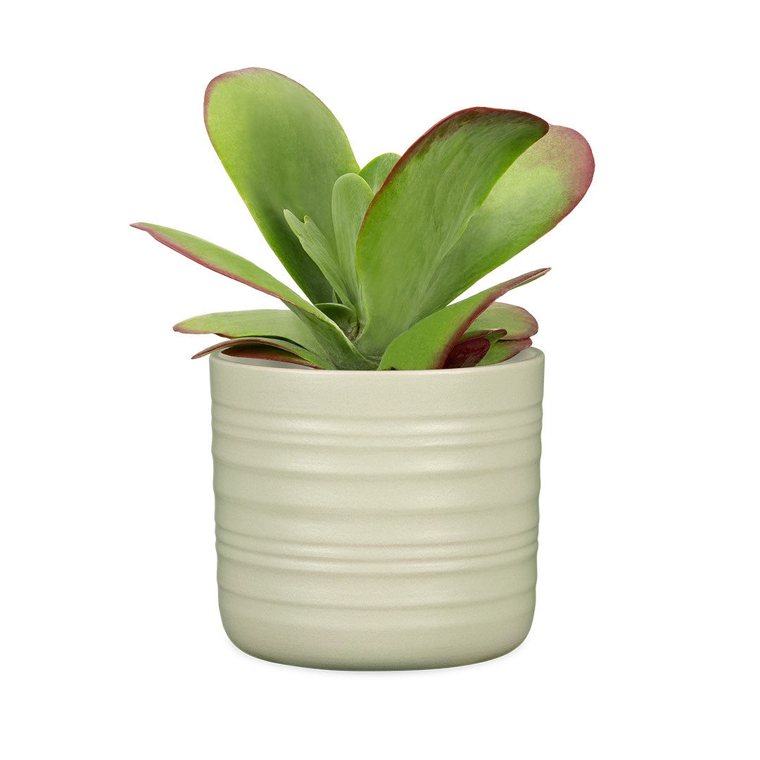 Scheurich Cottage Silent Green House Plant Pot - 14cm