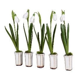 Single Snowdrop in Ceramic Pot – Southwood Garden Centre