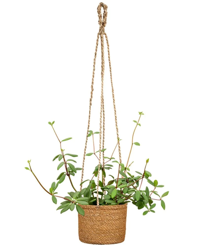 Scheurich Seagrass Brown Wicker Hanging Pot - 14cm
