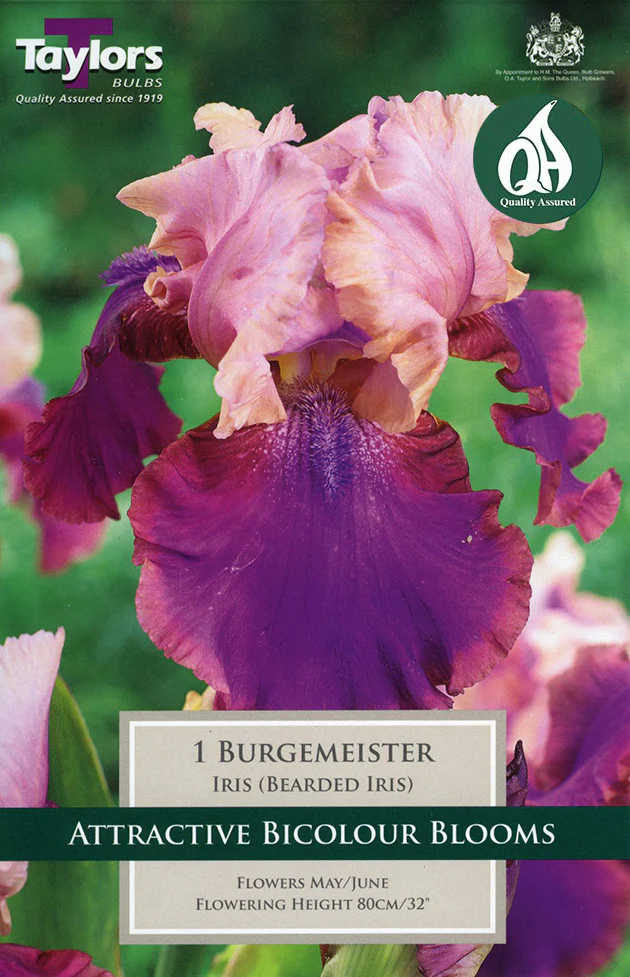 Taylor's Bulbs - IRIS BURGEMEISTER Bulbs