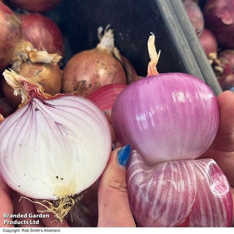 Onion Blush F1 - Pack of Seeds