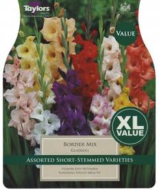 Taylor's Bulbs -GLADIOLI BORDER MIXED Bulbs