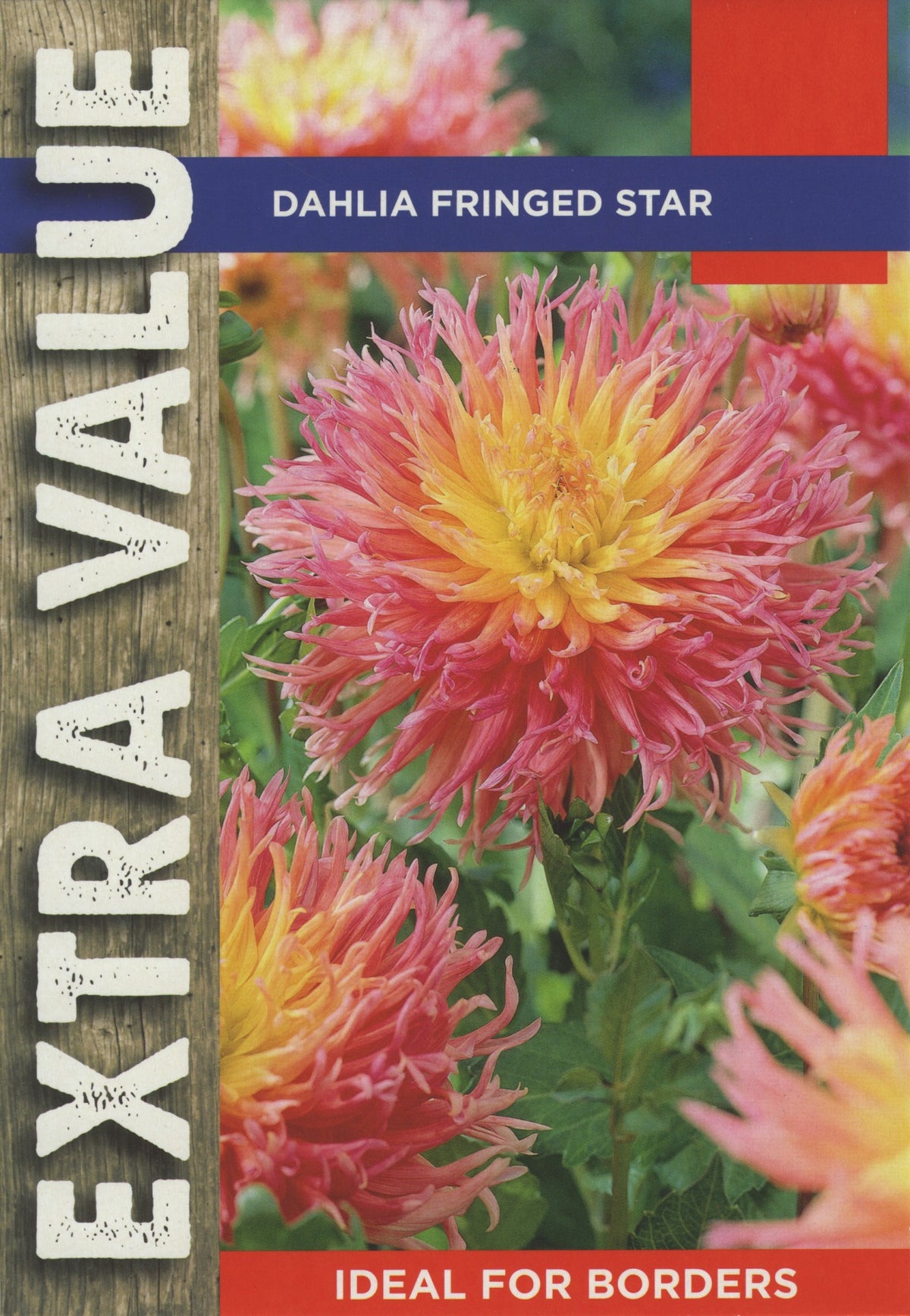Taylor's Bulbs - DAHLIA FRINGED STAR Bulbs