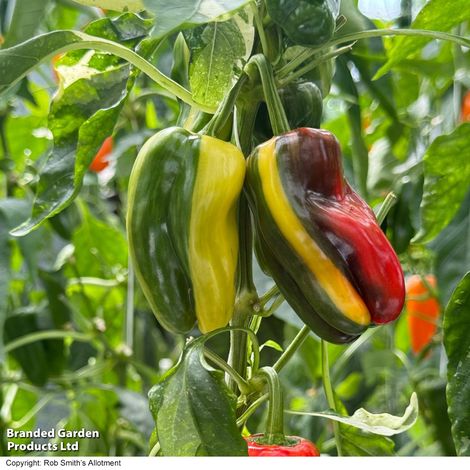 Pepper (Sweet) Jester F1 - Pack of Seeds