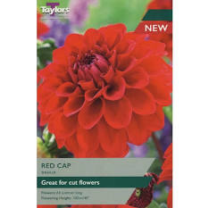 Taylor's Bulbs -DAHLIA RED CAP Bulbs