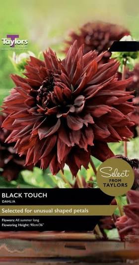 Taylor's Bulbs -DAHLIA BLACK TOUCH Bulbs
