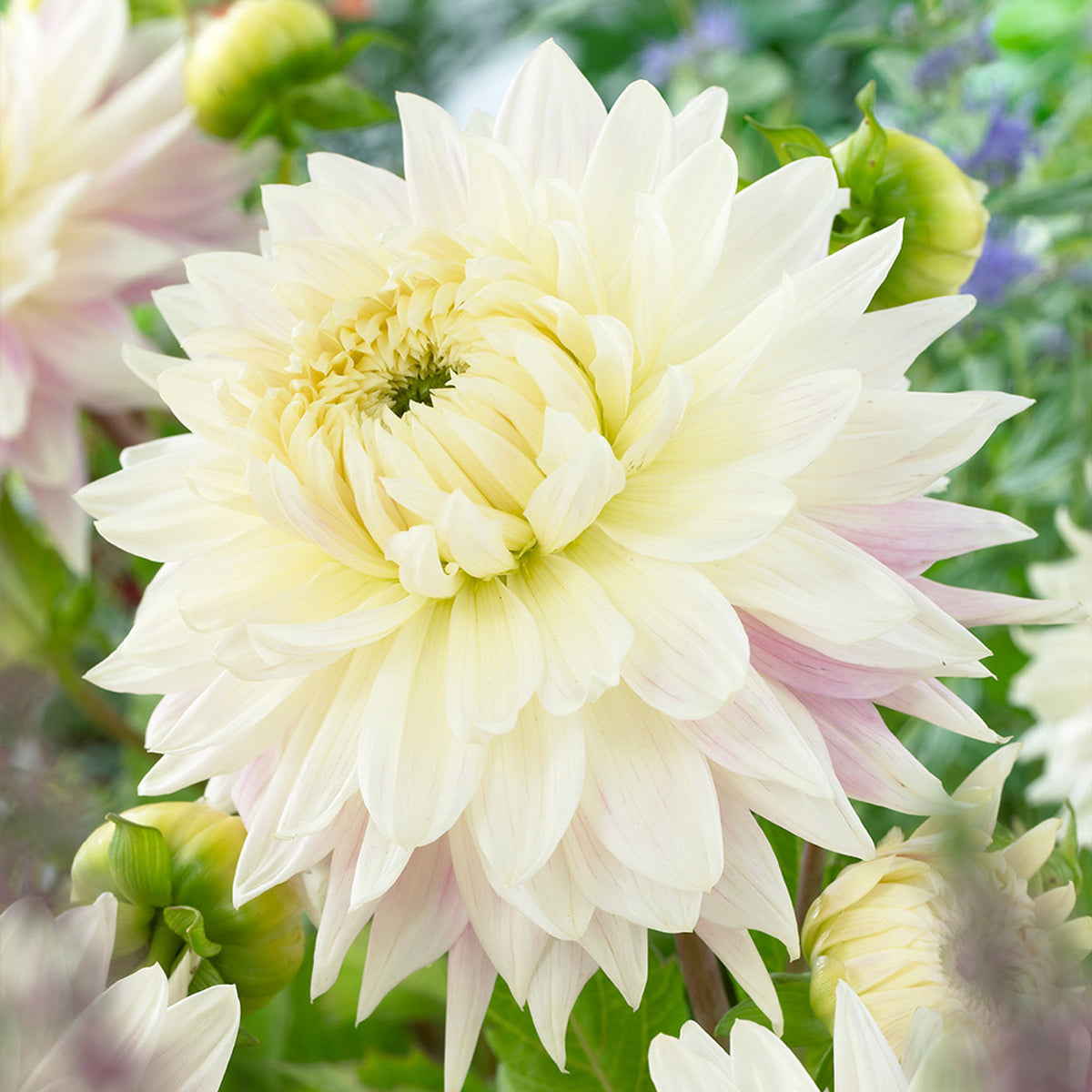Taylor's Bulbs -DAHLIA KIEV Bulbs