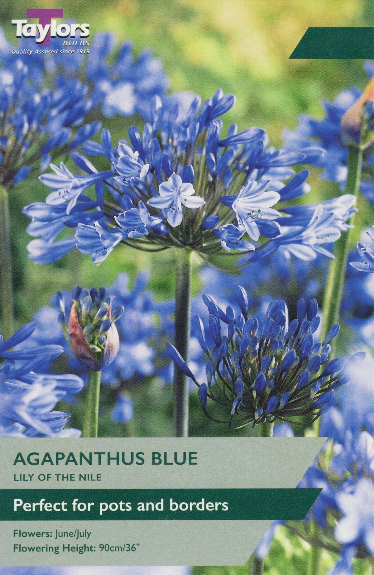 Taylor's Bulbs - AGAPANTHUS BLUE (LILY OF THE NILE) Bulbs
