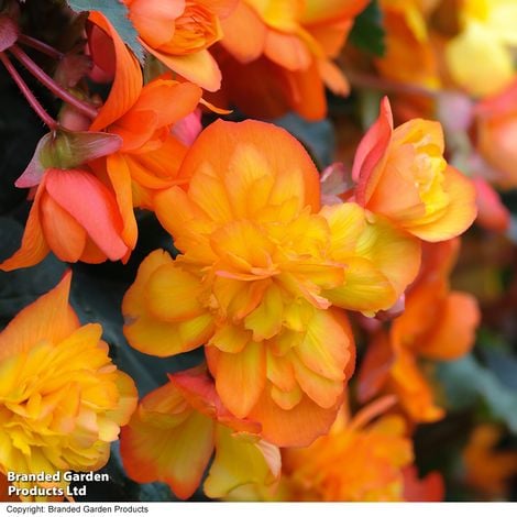 Begonia Chanson Sun F1  - Pack of Seeds