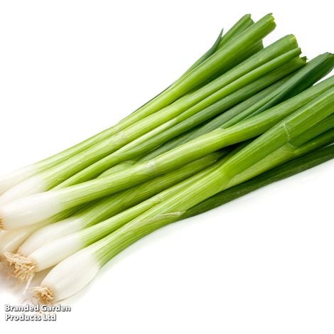Spring Onion 'White Lisbon' - Veg Saver Seeds