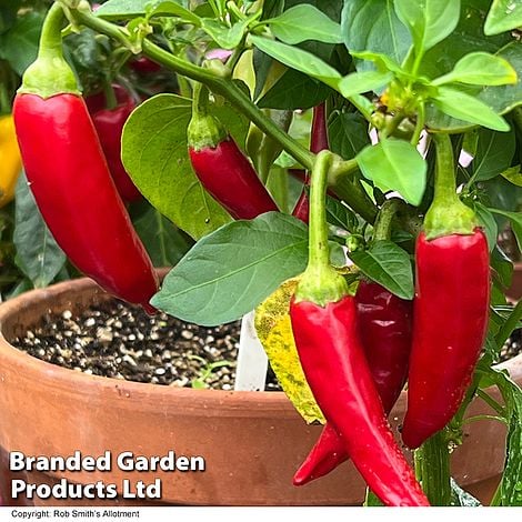 Chilli Pepper Sizzler F1 - Pack of Seeds