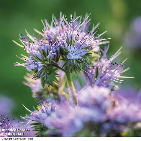 Green Manure Phacelia - Pack of Seeds