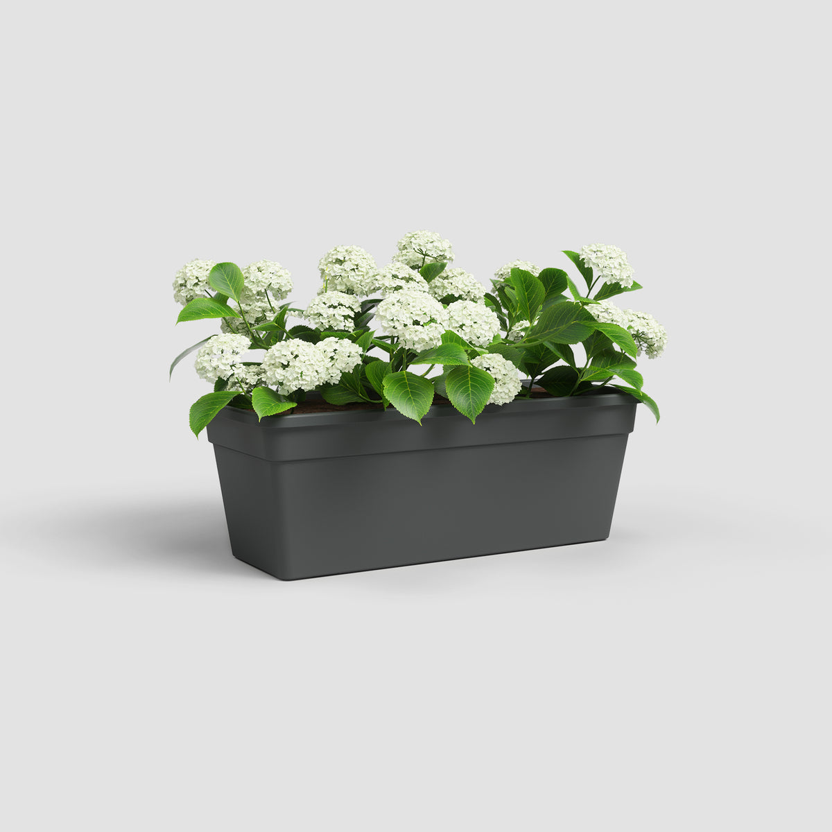 Artevasi Madagascar Plant Box- 50cm