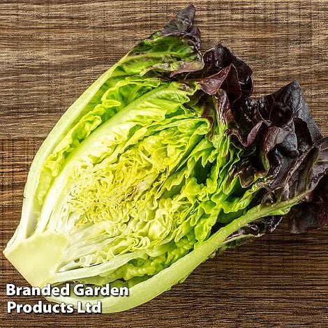 Lettuce 'Amaze' - Veg Saver Seeds