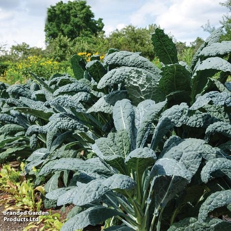 Kale 'Nero di Toscana' - Veg Saver Seeds