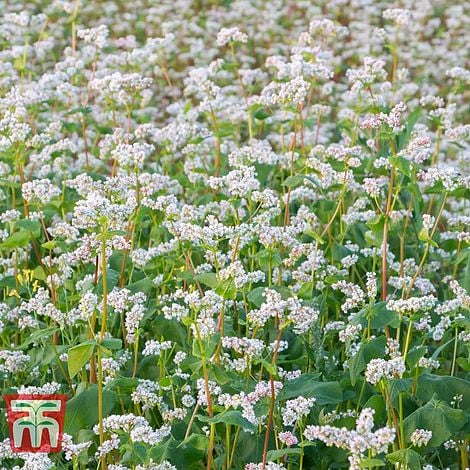 Green Manure Buckwheat - Pack of Seeds
