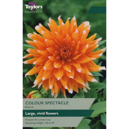 Taylor's Bulbs - DAHLIA COLOUR SPECTACLE Bulbs