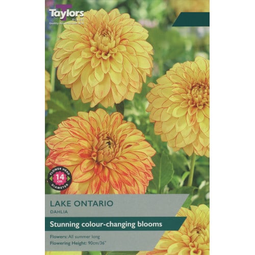 Taylor's Bulbs -DAHLIA LAKE ONTARIO Bulbs