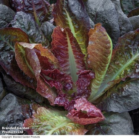 Lettuce 'Intred' (Romaine/Cos) - Veg Saver Seeds