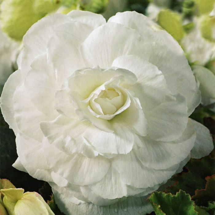 Taylor's Bulbs - BEGONIA WHITE DOUBLE Bulbs