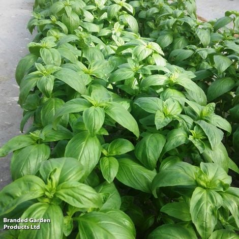 Basil Basilicious Verde-Sure F1 - Pack of Seeds