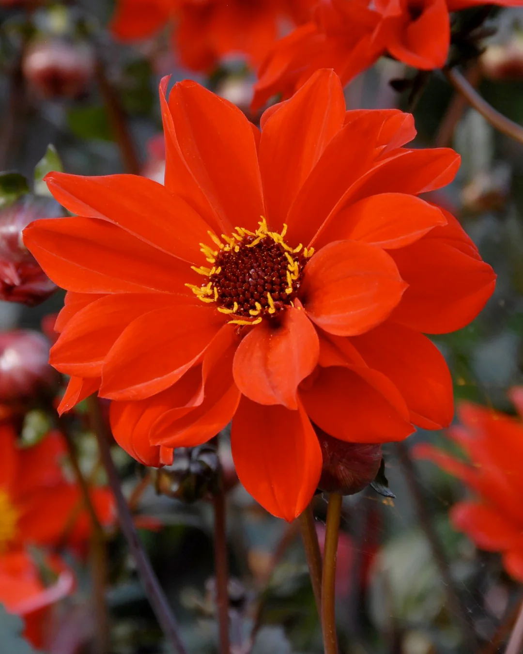 Taylor's Bulbs -DAHLIA BISHOP OF LLANDAFF Bulbs