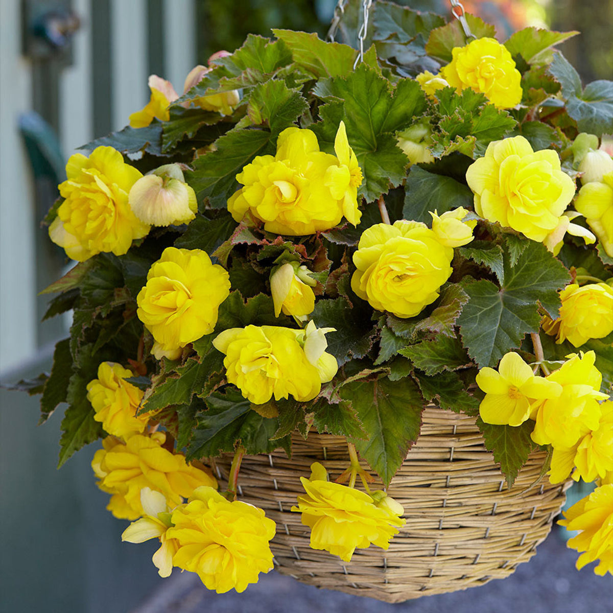 Taylor's Bulbs - BEGONIA YELLOW CASCADING Bulbs