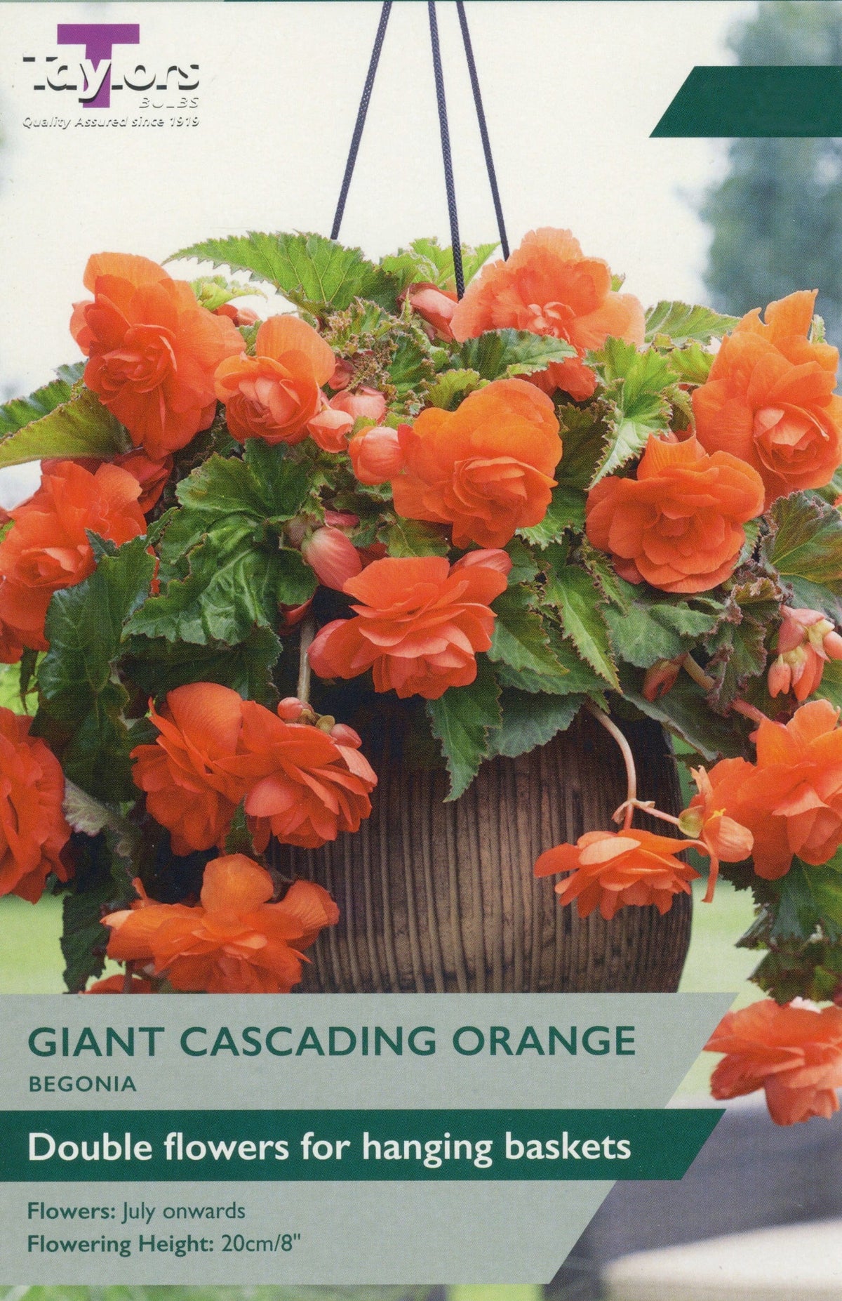 Taylor's Bulbs - BEGONIA DOUBLE CASCADING ORANGE Bulbs