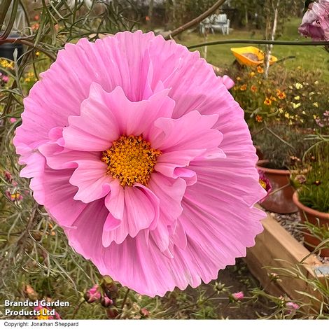 Cosmos Cupcakes Sakura - Pack of Seeds