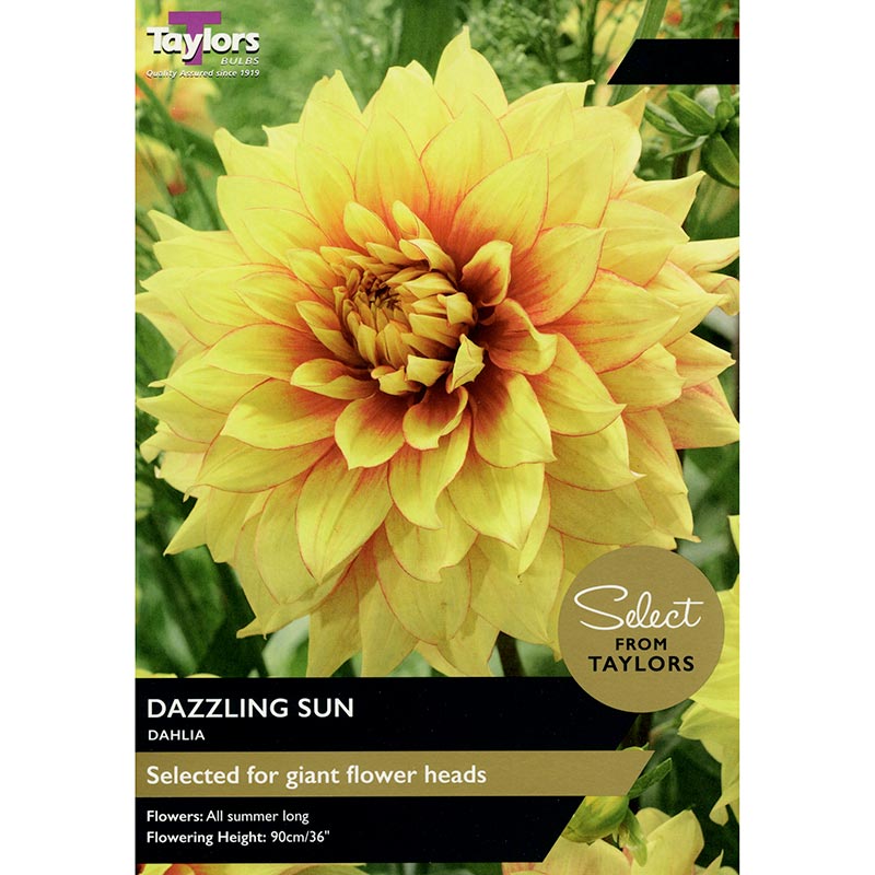 Taylor's Bulbs - DAHLIA DAZZLING SUN Bulbs