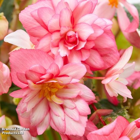 Begonia Chanson Flamingo F1  - Pack of Seeds