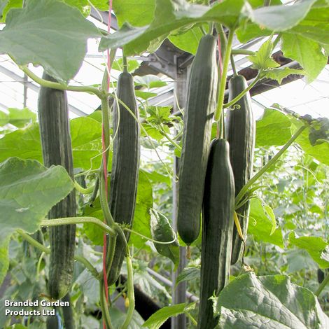 Cucumber Vista F1 - Pack of Seeds