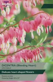 Taylor's Bulbs - DICENTRA SPECTABILIS Bulbs