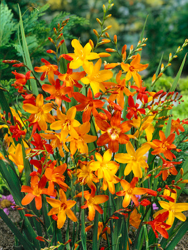 Taylor's Bulbs - CROCOSMIA MIXED Bulbs