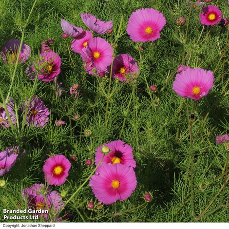 Cosmos Fondant Fancy - Pack of Seeds
