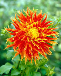 Taylor's Bulbs -DAHLIA SHOW 'N' TELL Bulbs