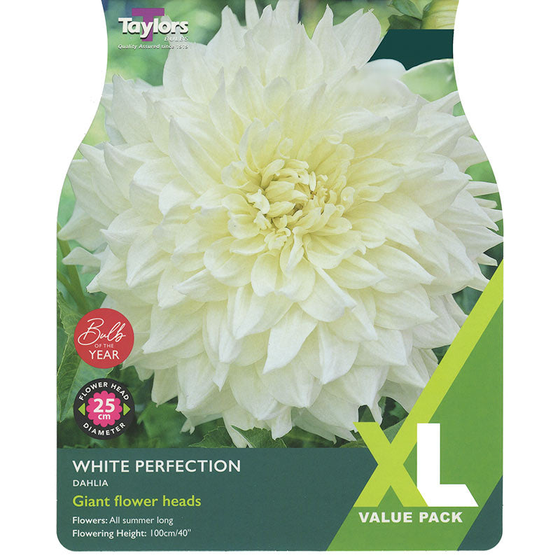Taylor's Bulbs - DAHLIA WHITE PERFECTION Bulbs