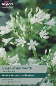 Taylor's Bulbs - AGAPANTHUS WHITE Bulbs