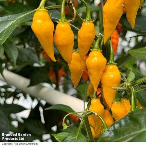 Pepper (Chilli) Biquinho Yellow - Pack of Seeds