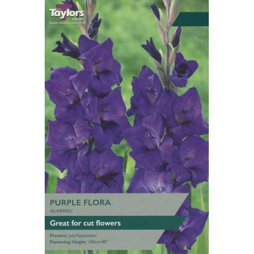 Taylor's Bulbs - GLADIOLI PURPLE FLORA Bulbs