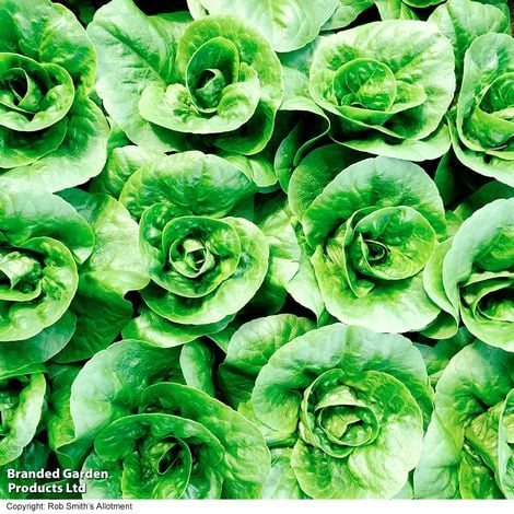 Lettuce 'Little Gem' (Cos) - Veg Saver Seeds