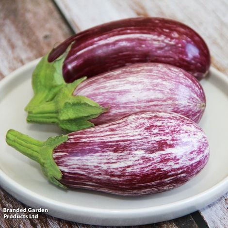 Aubergine Graffiti F1 - Pack of Seeds