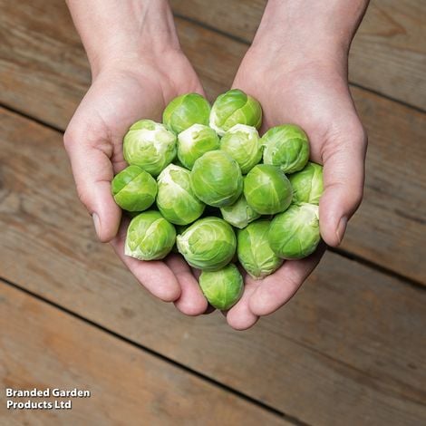 Brussels Sprout Hector F1 - Pack of Seeds