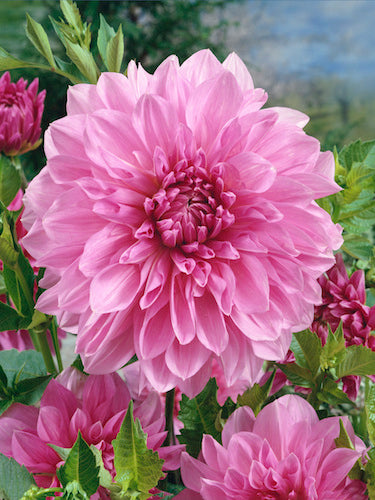 Taylor's Bulbs -DAHLIA LAVENDER PERFECTION Bulbs