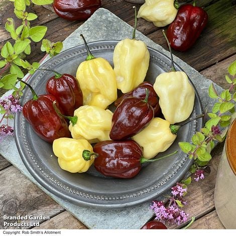 Chilli Habanero White Chocolate Recipe - Pack of Seeds