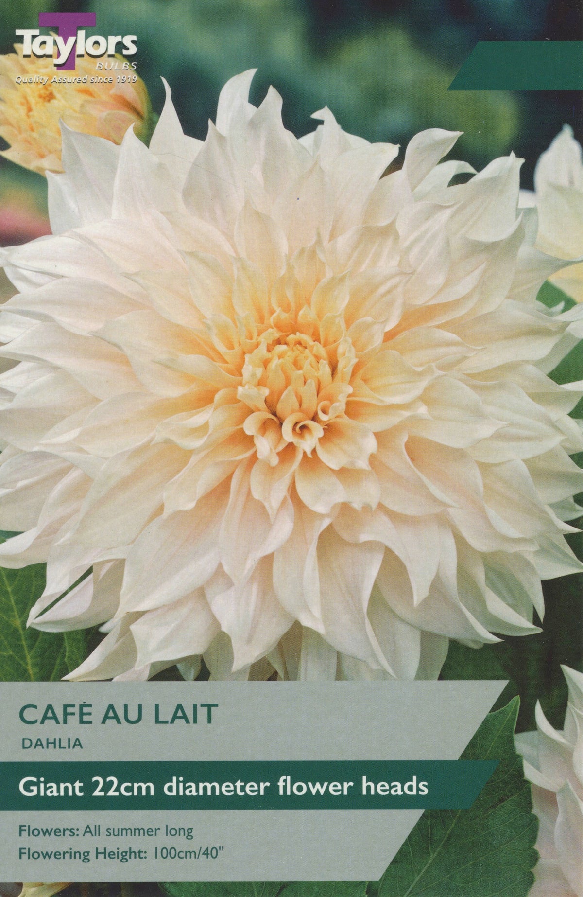 Taylor's Bulbs -DAHLIA CAFE AU LAIT Bulbs